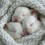 IMG_20250824_074520