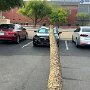 IMG_20251005_064524