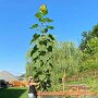 IMG_20251010_065435