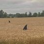 IMG_20250720_065117