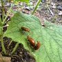 IMG_20250722_074253