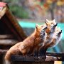 IMG_20250921_073619