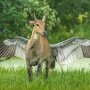 IMG_20260406_074330