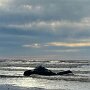 IMG_20260411_064815